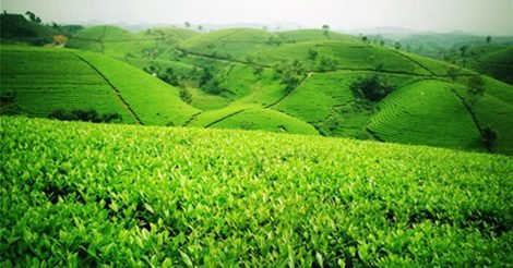 11 Món Ăn Ngon Đất Vua Hùng - Ăn Một Lần Nhớ Mãi