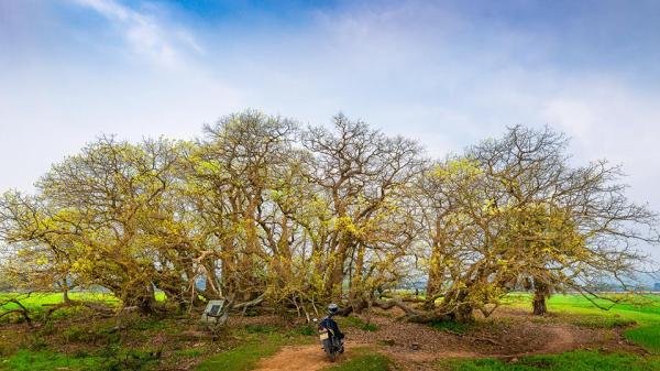 Đẹp Ngỡ Ngàng Quần Thể Lộc Vừng Trăm Tuổi Ở Phú Thọ Vào Mùa Thay Lá