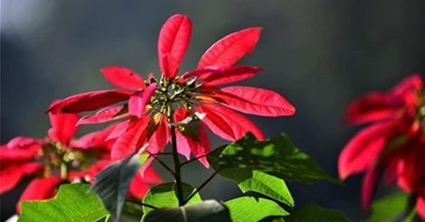 Khu Du Lịch Sinh Thái Vườn Quốc Gia Xuân Sơn