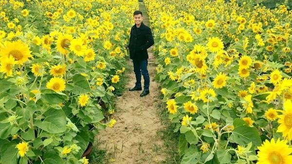 Ngay Gần Phú Thọ, Có Một Vườn Hoa Hướng Dương Khoe Sắc Giữa Những Ngày Đông Rét Mướt