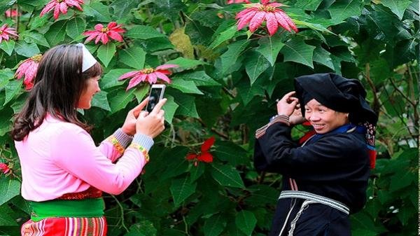 Về Xuân Sơn Ngắm Mùa Hoa Trạng Nguyên Đẹp Rực Rỡ