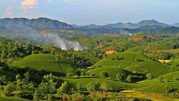 Kỳ Lạ Đồi Chè Hình Bát Úp Xanh Mướt Ở Phú Thọ