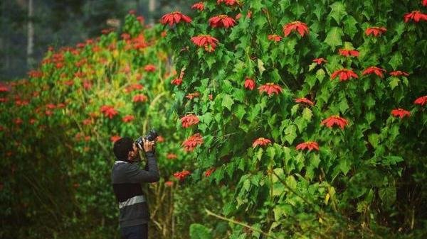 “Phát Sốt“ Với Con Đường Hoa Trạng Nguyên Rực Đỏ Ở Vườn Quốc Gia Xuân Sơn, Phú Thọ