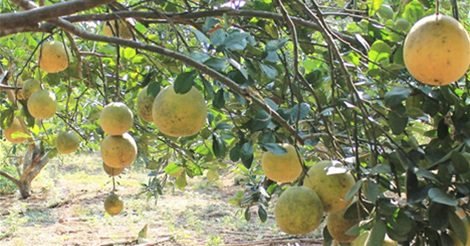 Món Ngon Đất Tổ