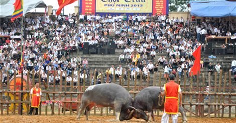 Lễ Hội Chọi Trâu Ở Xã Phù Ninh - Huyện Phù Ninh