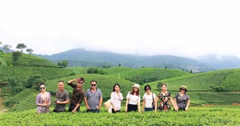 Đồi Chè Phú Thọ - Tuyệt Tác Thiên Nhiên Giữa Miền Trung Du