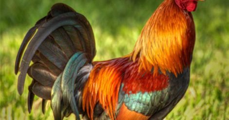 Gà Nhiều Cựa Tân Sơn 1 Gà Chín Cựa Phú Thọ