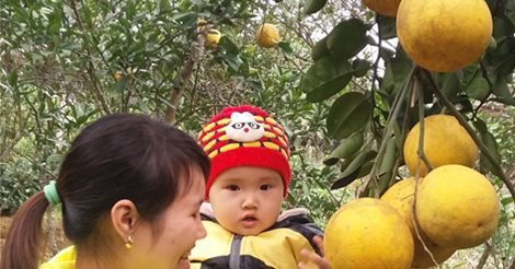 Vườn Bưởi Đoan Hùng