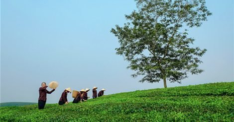 Bản Cỏi - Phú Thọ Nơi Giới Trẻ Trải Nghiệm Cuộc Sống Khác 27 Bản Cỏi - Phú Thọ Nơi Giới Trẻ Trải Nghiệm Cuộc Sống Khác