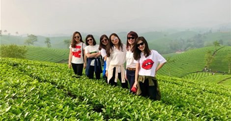 Tuyệt Tác Đồi Chè Trung Du Phú Thọ