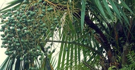 Cọ Ỏm - Món Ngon Từ Miền Đất Tổ