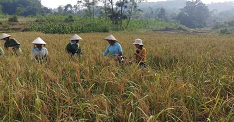 Dẻo Thơm Gạo Nếp Gà Gáy Mỹ Lung