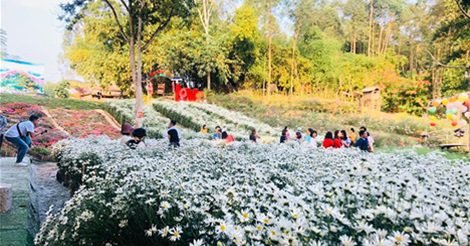 Thu Cúc Garden- Thung Lũng Hoa Giữa Lòng Thành Phố Việt Trì,  Phú Thọ