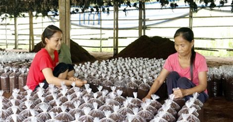 Làng Nghề Trồng Nấm, Mộc Nhĩ Đoan Thượng