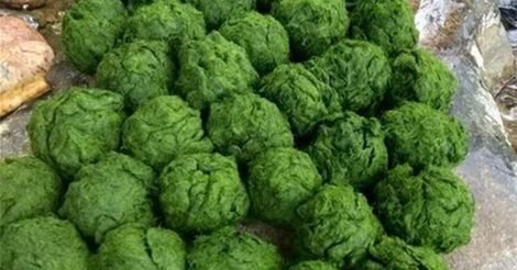 Rêu Đá - Món Ăn Độc Đáo Từ Núi Rừng Xuân Sơn