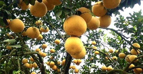 Bưởi Đoan Hùng- Đặc Sản Quê Hương Đất Tổ