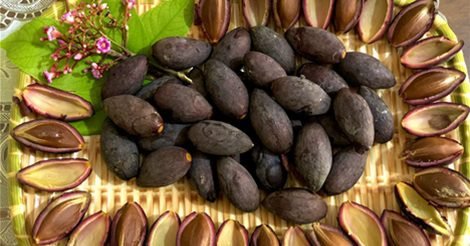 Quả Trám - Gia Vị Đặc Biệt Của Những Món Ngon