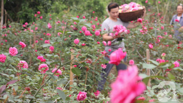 Chiêm Ngưỡng Vườn Hồng Lớn Nhất Việt Nam, Miễn Phí Vé Vào