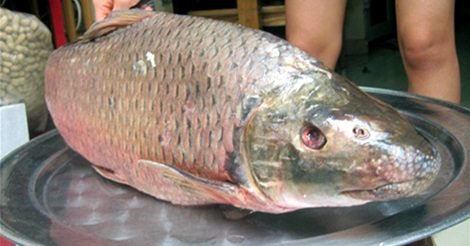 Huyền Thoại Cá Anh Vũ - Loài Cá Tiến Vua