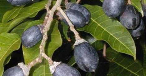 Món Ngon Từ Quả Trám