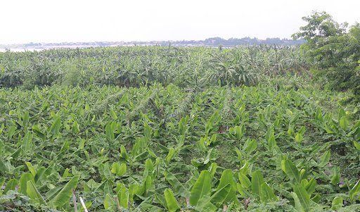 Xáo Chuối Lâm Thao - Món Ăn Mang Hương Vị Quê Hương 1 Bai Chuoi Lam Thao