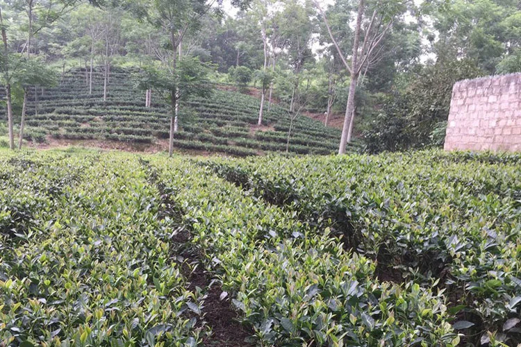 Chè Phú Thọ Sạch - Đặc Sản Chè Thanh Sơn Phú Thọ Nổi Tiếng - Ảnh 3