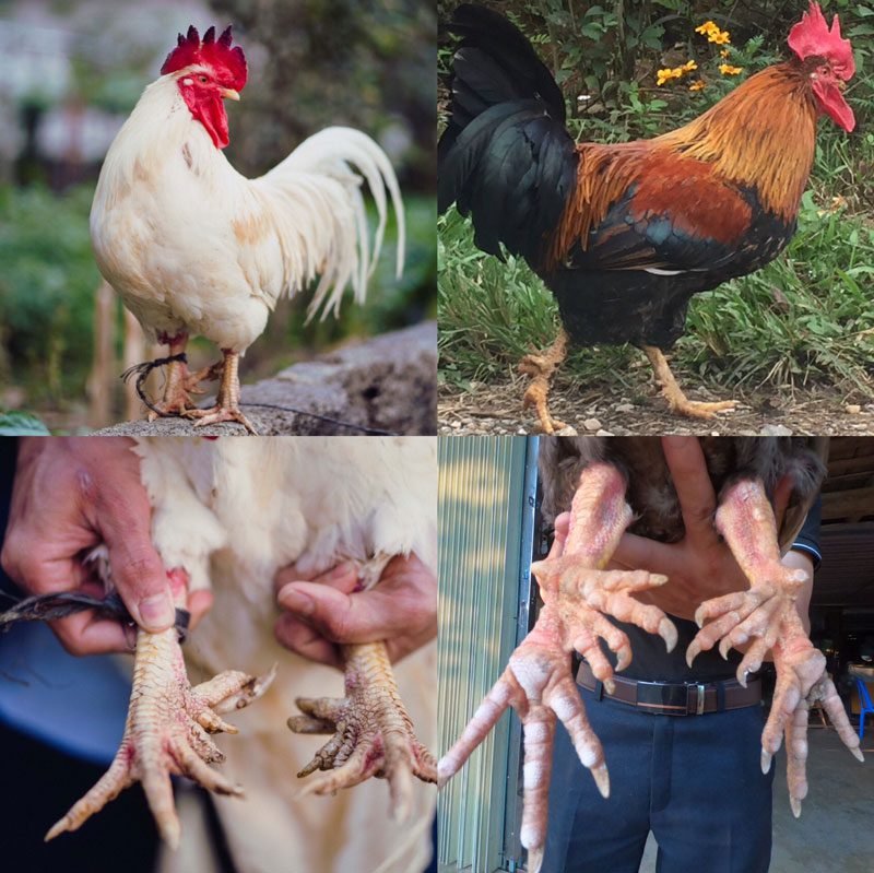 Gà Nhiều Cựa Tân Sơn 2 Gà Nhiều Cựa Tân Sơn