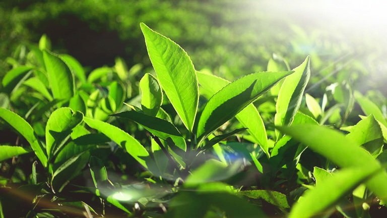 Nước Chè Xanh Phú Thọ – Đậm Đà Hương Vị Trung Du 1 Nước Chè Xanh Phú Thọ