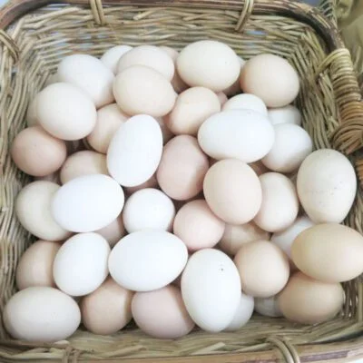 Trứng gà sạch - Trứng gà quê Phú Thọ